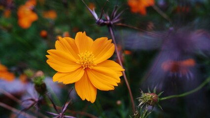 Natural background of Cosmos sulphureus, yellow cosmos flowers blooming in the garden on green background. Macro photo. Defocused background. Selective focus