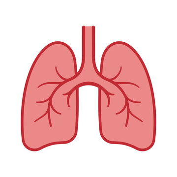 human lungs cartoon design isolated