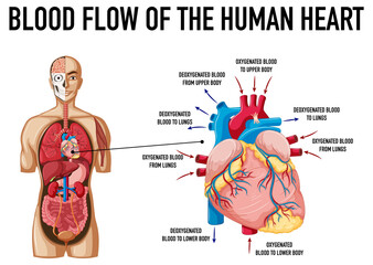 Fototapeta premium Blood flow of human heart