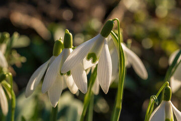 Fototapeta premium Aufgeblühte Schneeglöckchen im Sonnenlicht