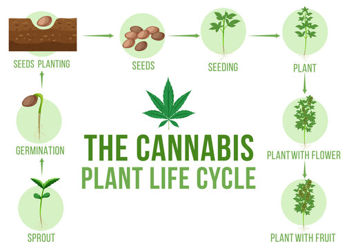 Diagram of cannabis plant life cycle