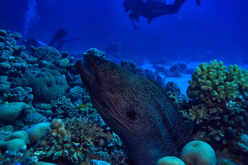 Fototapeta na wymiar moray eel under water, nature photo wild snake predator marine in the ocean