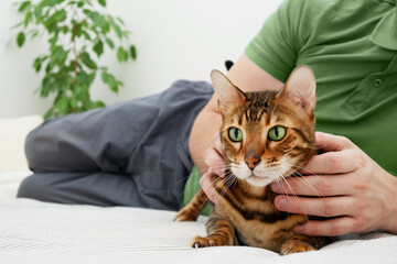 Unrecognizable caucasian man caressing,male hands stroking beautiful green-eyed bengal cat.People and pets relationship,love,care.Animal and person friendship.Relaxing at home concept