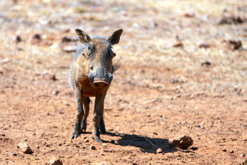 Young piglet Common wild warthog [phacochoerus africanus] in southern Africa
