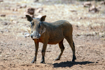 Young Common wild warthog [phacochoerus africanus] in southern Africa
