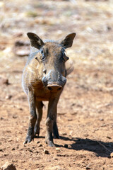 Baby piglet common wild warthog [phacochoerus africanus] in southern Africa