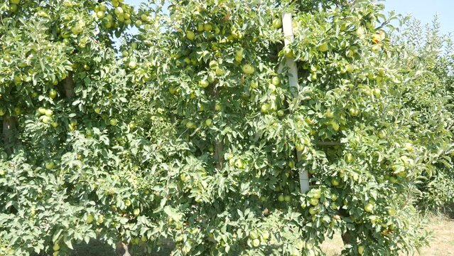 Photo of apple trees in fruit garden. Golden delicious apples hanging from trees branches.