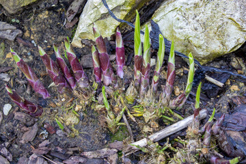 Germinating plants to decorate a pond in a flower bed. Spring. Care of the home garden and pond. Flower beds.