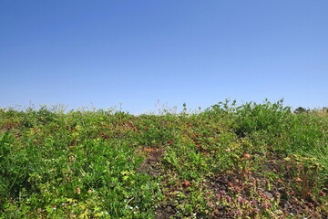 Fototapeta na wymiar 畑の畦道の法面に生える春の若草と青空風景