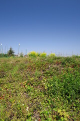 Obraz premium 畑の畦道の法面に生える春の若草と青空風景