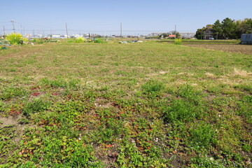 Obraz premium 休耕地の畦道の法面に生える春の若草と青空風景