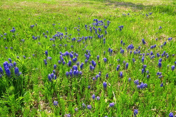 ムスカリ咲く春の野原風景
