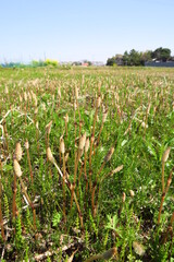 一面に土筆の生える野原風景