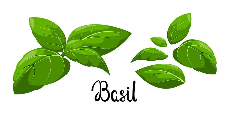 Green basil on a white background. Spice. Cartoon design.
