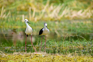 Colorful lake habitat background. Black-winged stilt birds