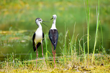 Colorful lake habitat background. Black-winged stilt birds