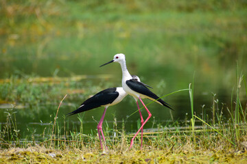 Colorful lake habitat background. Black-winged stilt birds