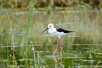 Colorful lake habitat background. Black-winged stilt birds