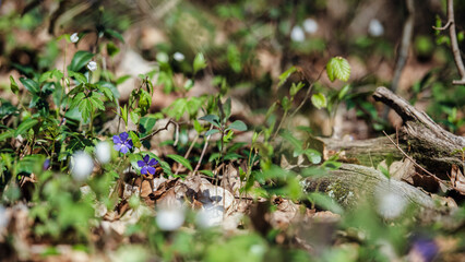 fleurs printanière