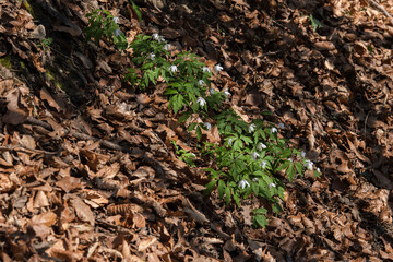 petite fleur blanche printanière