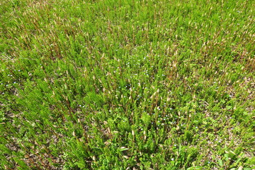 春の野原一面に映える土筆