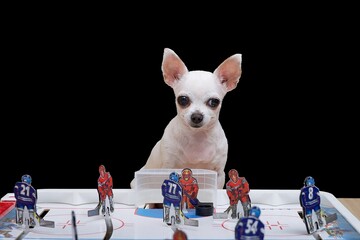 A small white chihuahua dog sits at a board game of hockey and carefully looks ahead of him into...