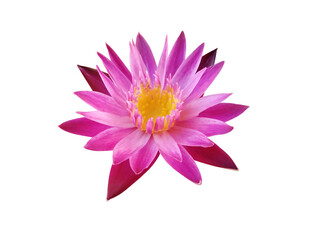 Purple lotus flower isolated on white background.	
