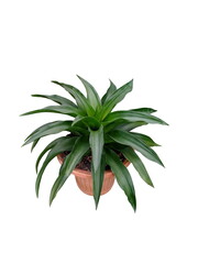 Bromeliad in a plastic pots isolated on white background.