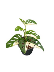 Monstera obliqua in flower pot isolated on white background.