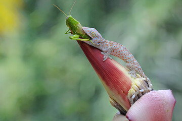 A young tokay gecko is eating a grasshopper. This reptile has the scientific name Gekko gecko.