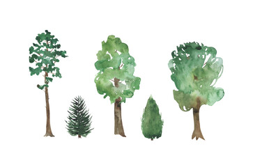 watercolor set of trees,botany, spruce and pine