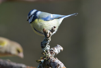 Blaumeise auf Ast