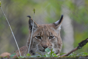 Luchs Beobachtet