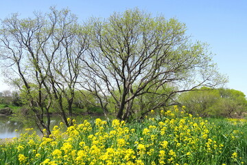 Obraz premium 春の江戸川河川敷の満開の菜の花と芽吹きの樹と青空