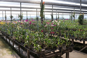 Orchids are recovering in nursery house, Thailand.
