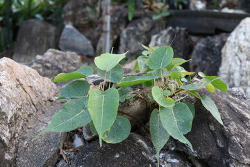 Small Sacred tree growing on dark rock, Thailand. Another name is Sacred fig, Peepal tree, Bo tree, Bodhi tree, Peepal of India, Pipal of India. Peepul of India.
