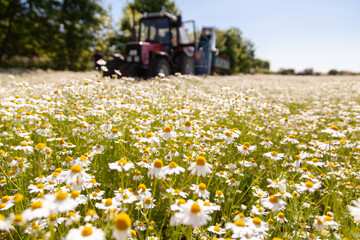 Beautiful view with chamomile (daisies) field on summer day. Tractor harvesting in background