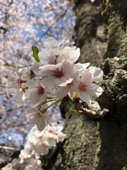 桜