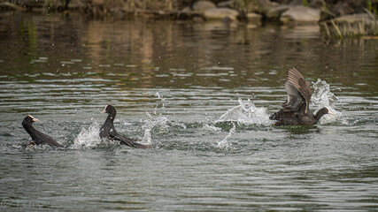 Wasservögel bei ihrer Balz auf einem Teich!