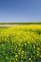 Fototapeta premium 春の江戸川河川敷の野原に咲く菜の花と土手風景