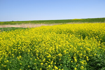 Fototapeta premium 春の江戸川河川敷の野原に咲く菜の花と土手風景