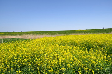 春の江戸川河川敷の野原に咲く菜の花と土手風景