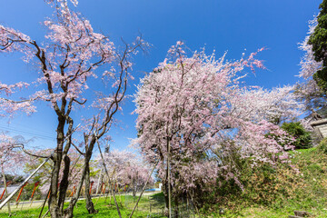 足立山妙見宮御祖神社と桜の風景　福岡県北九州市