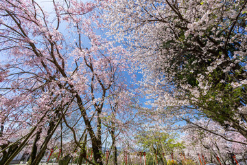 足立山妙見宮御祖神社と桜の風景　福岡県北九州市