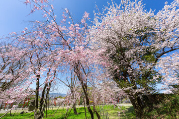 足立山妙見宮御祖神社と桜の風景　福岡県北九州市