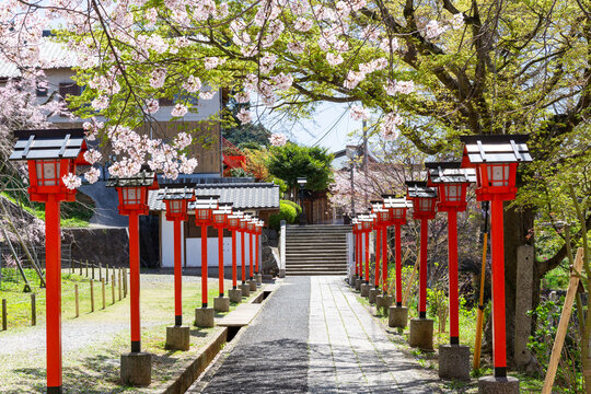 足立山妙見宮御祖神社と桜の風景　福岡県北九州市
