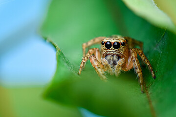 cute eyes of jumping spider, close up shot of a jumping spider