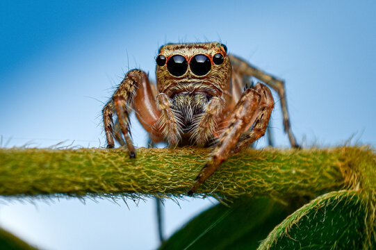 cute eyes of jumping spider, close up shot of a jumping spider with blue  background Stock Photo | Adobe Stock