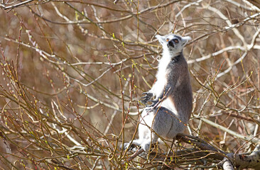 Ring tailed lemur (Lemur catta)