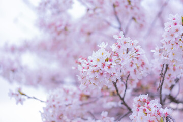 桜の花びら / Cherry blossom petals